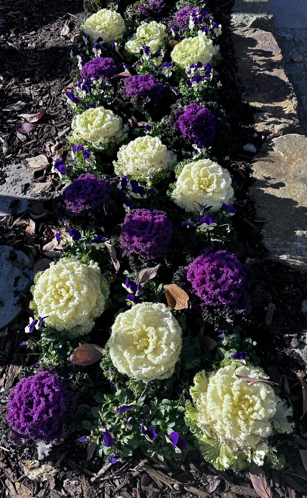 Grass Valley, CA: Landscaping (1/18/2025)